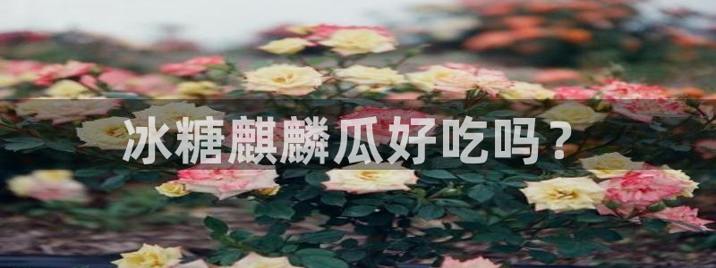 吃瓜吃到自己的死讯：冰糖麒麟瓜好吃吗？