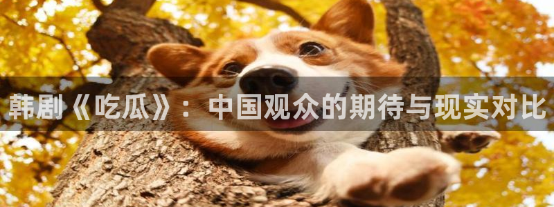 www.黑料.com：韩剧《吃瓜》：中国观众的期待与现实对比