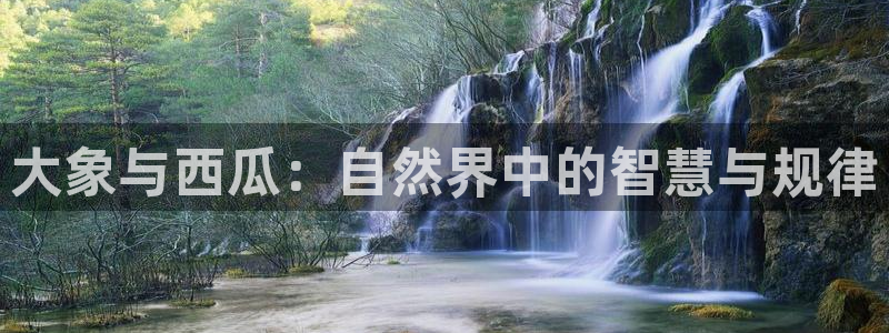 吃瓜是什么意思?：大象与西瓜：自然界中的智慧与规律
