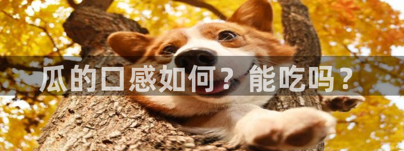 吃瓜吃到自己死讯：瓜的口感如何？能吃吗？